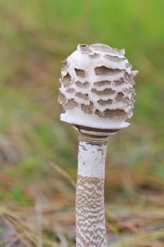 Lepiota sin abrir