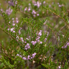 Fototapeta premium Blooming heather