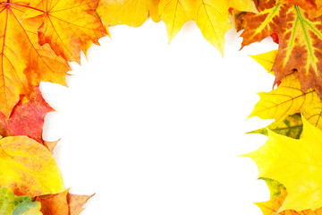 autumn; autumnal; background; beautiful; botany; bright; teil; m