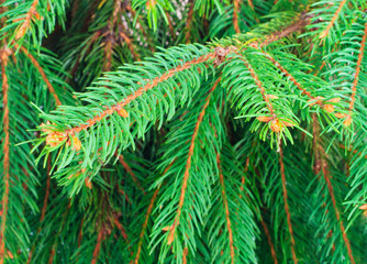 Fur-tree branches close up