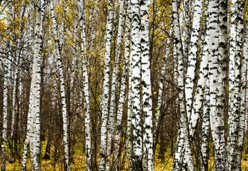 Peel and stick wall murals Birch grove birch grove