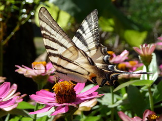 papillon machaon