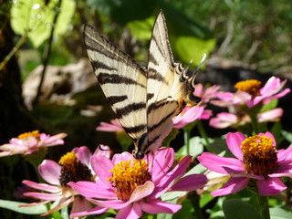 papillon grand porte-queue