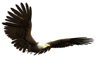 american bald eagle flight