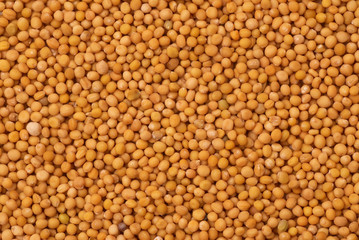 Mustard seeds