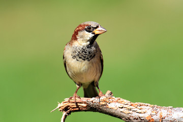House Sparrow (Passer domesticus)