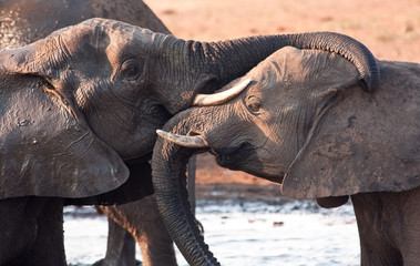 Two elephants greeting at waterhole lovingly