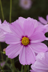 Obraz premium コスモス