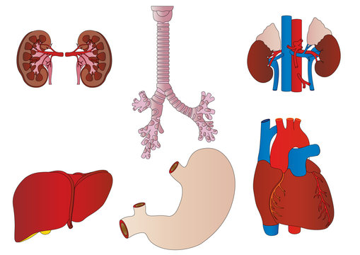 Vector a set of an internal of the person of a kidney, a liver,