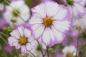 Obraz premium 雨とハイブリッドコスモス