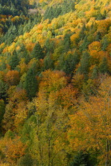Fototapeta premium Panorama eines goldenen, gelben Herbstwaldes