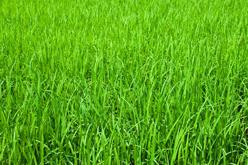 Obraz premium gree plants