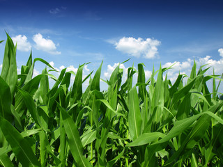 Cornfield with Clouds on Bright Summer Day