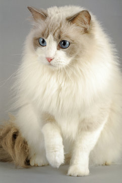Chat Race Ragdoll Robe Bleu Bicolore Stock Photo Adobe Stock
