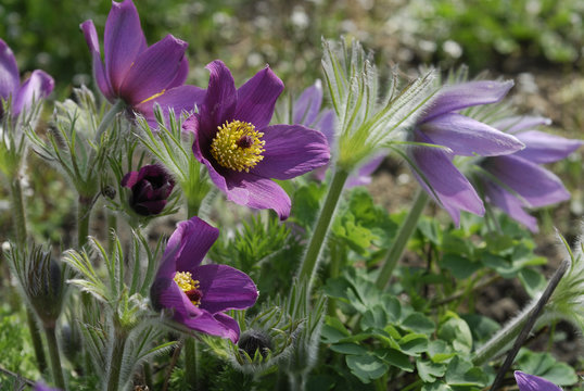 Pulsatilla vulgaris / An&eacute;mone pulsatille
