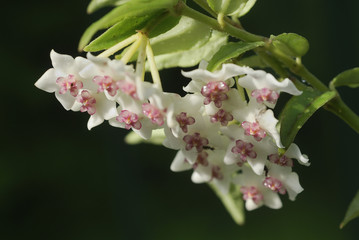 Hoya lanceolata ssp. bella / Hoya bella