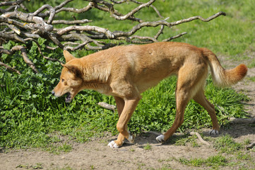Dingo de profil en train de marcher gueule ouverte