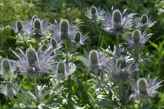 Eryngium alpinum / Panicaut des Alpes