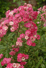 Rosa x / Rose 'Meilland Décor'