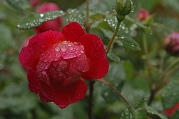 Rosa x / Rose 'Benjamin Britten'