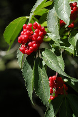 Sambucus racemosa / Sureau à grappes