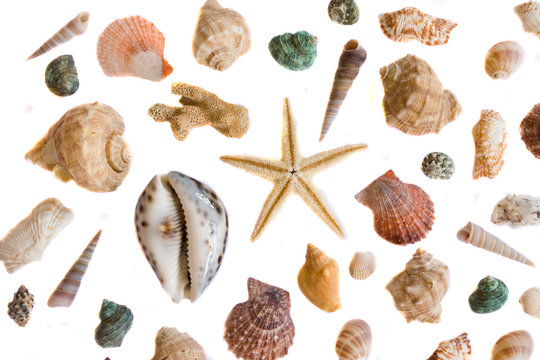 sea shell collection isolated