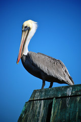 A pelican standing on a pier, surrounded by brilliant blue sky.