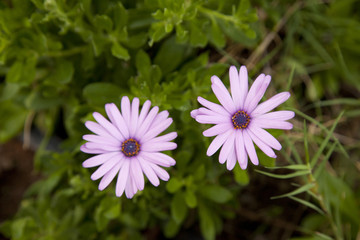 Obraz premium Die Zwei Blüten