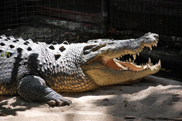 A crocodile opens its mouth at Cairns, Australia.