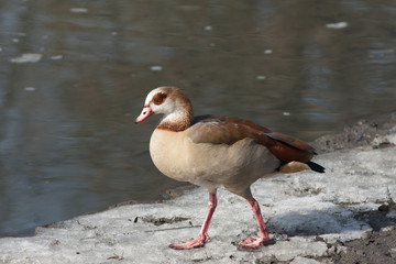 egyptian goose walking on the ice / Alopochen aegyptiacus