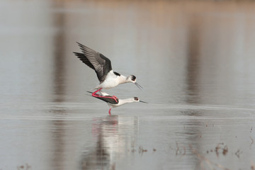 a pair of black winged stilt (Himantopus himantopus)