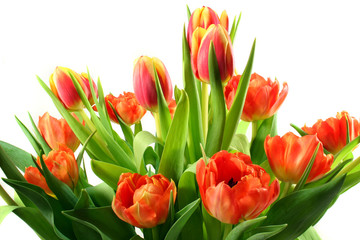 Tulpen