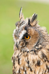 owl