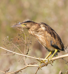 little bittern resting on the branch / Ixobrychus minutus
