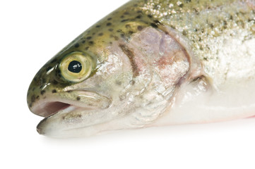 trout