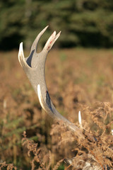 Naklejka premium Red deer antler close-up