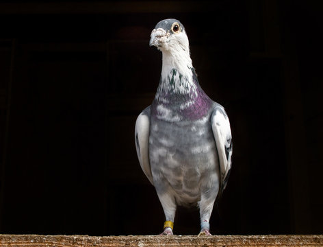 Racing Pigeon sitting on wood against a black background.