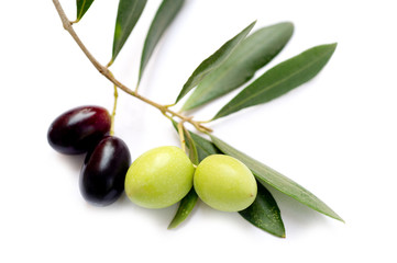 olive branch -ramo olive