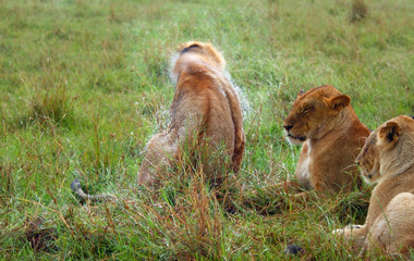 Lions under the rain