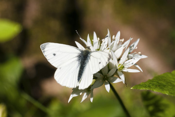 Animal, Butterfly, Green veined White, (Pieris napi), feeding