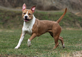 allure désordonnée de l'amstaff