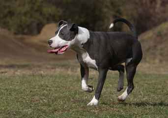 lumpish young american stafforshire bull terrier