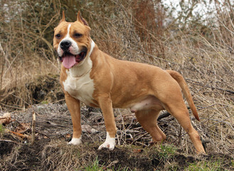 amstaff en vadrouille