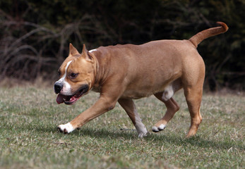 pas décidé de l'american staffordshire bull terrier