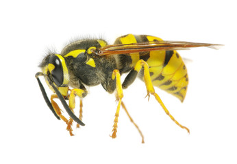 wasp