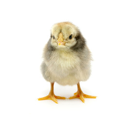 Obraz premium chicken