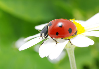 Fototapeta premium ladybug