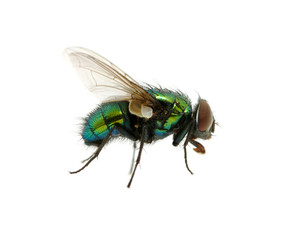 green fly