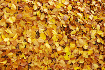 fallen autumn leaves