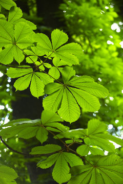 Detail of Horse Chestnut tree leaves